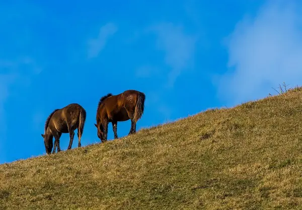 競馬
