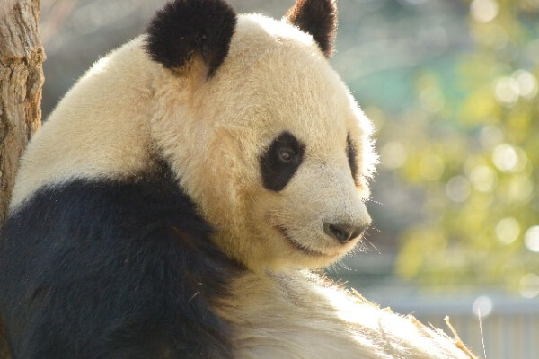  panda