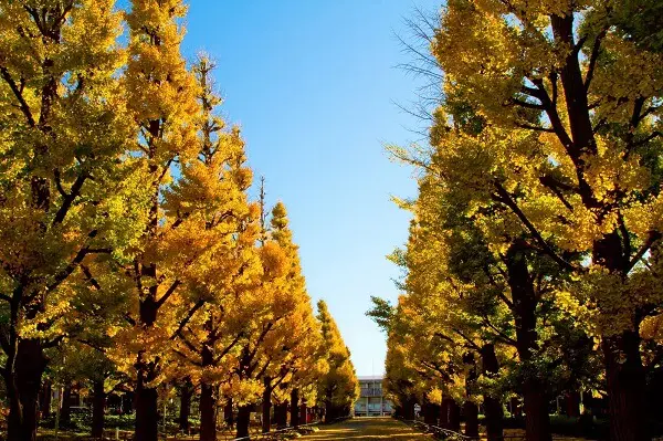 大学
