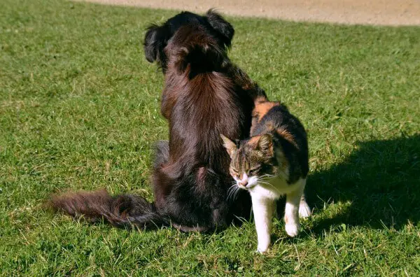 dogcat